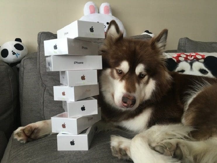 billonario-compra-para-su-perro-8-iphones-7s-1