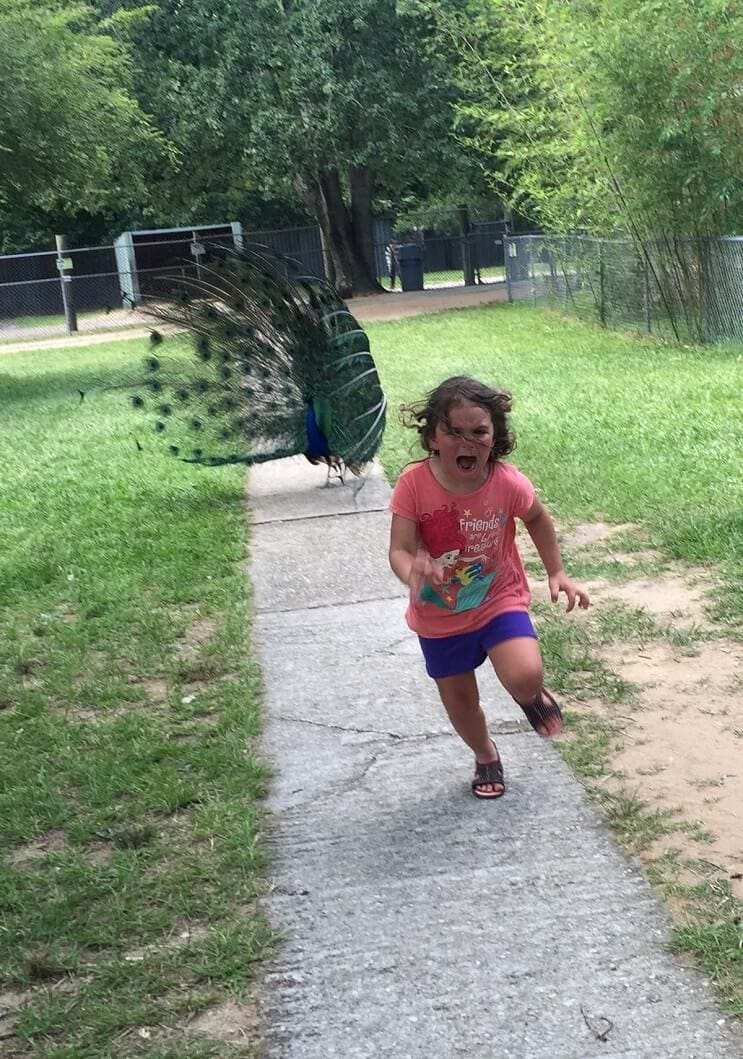 Esta niña escapa de este pavo real y los cibernautas se encargaron de hacer lo suyo 02