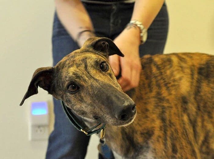 Este perro de carreras le temía a los humanos hasta que nació se hermano adoptivo 01