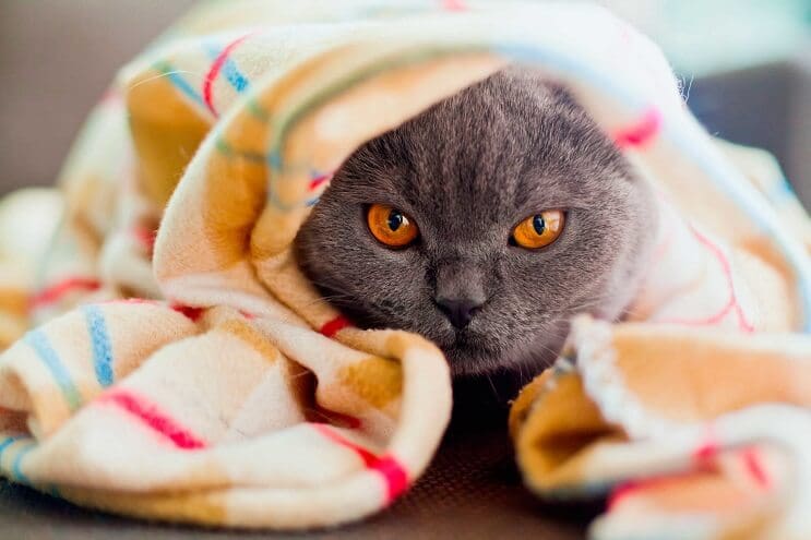 los-gatos-pueden-ser-solitarios-y-se-puede-deber-a-sus-ancestros-solo