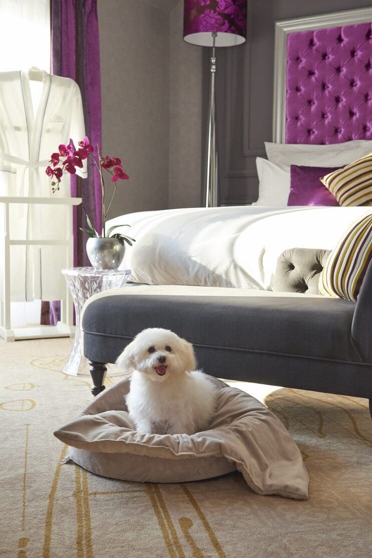 Lujoso hotel en Budapest admite mascotas y les permite gozar magníficas experiencias 1