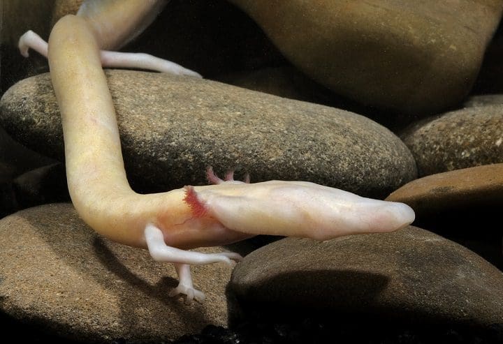 El Olm