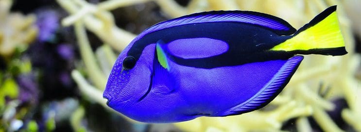 Por qué no deberíamos estar Buscando a Dory 05